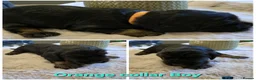 Cocker Spaniel dogs for sale: Stunning Show Type English Cocker Spaniel Puppies - Advert 9