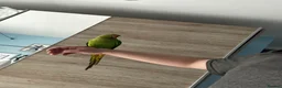 Parrots birds for sale: Parrot Named thor nice bird colour is blue green!! in Caerphilly - Advert 12