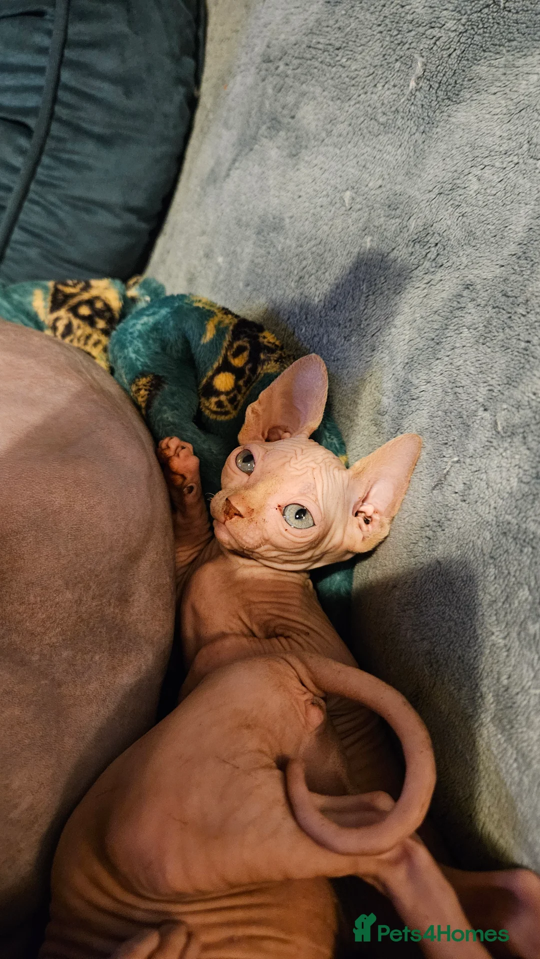 Sphynx cats for sale: Sphynx kittens for sale - Advert 23