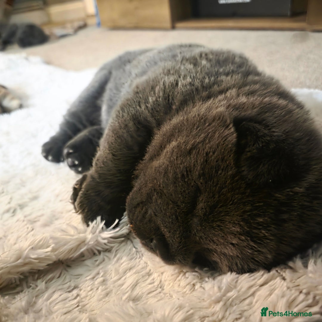 Chow Chow dogs for sale: 7 beautiful chow chow  - Advert 3