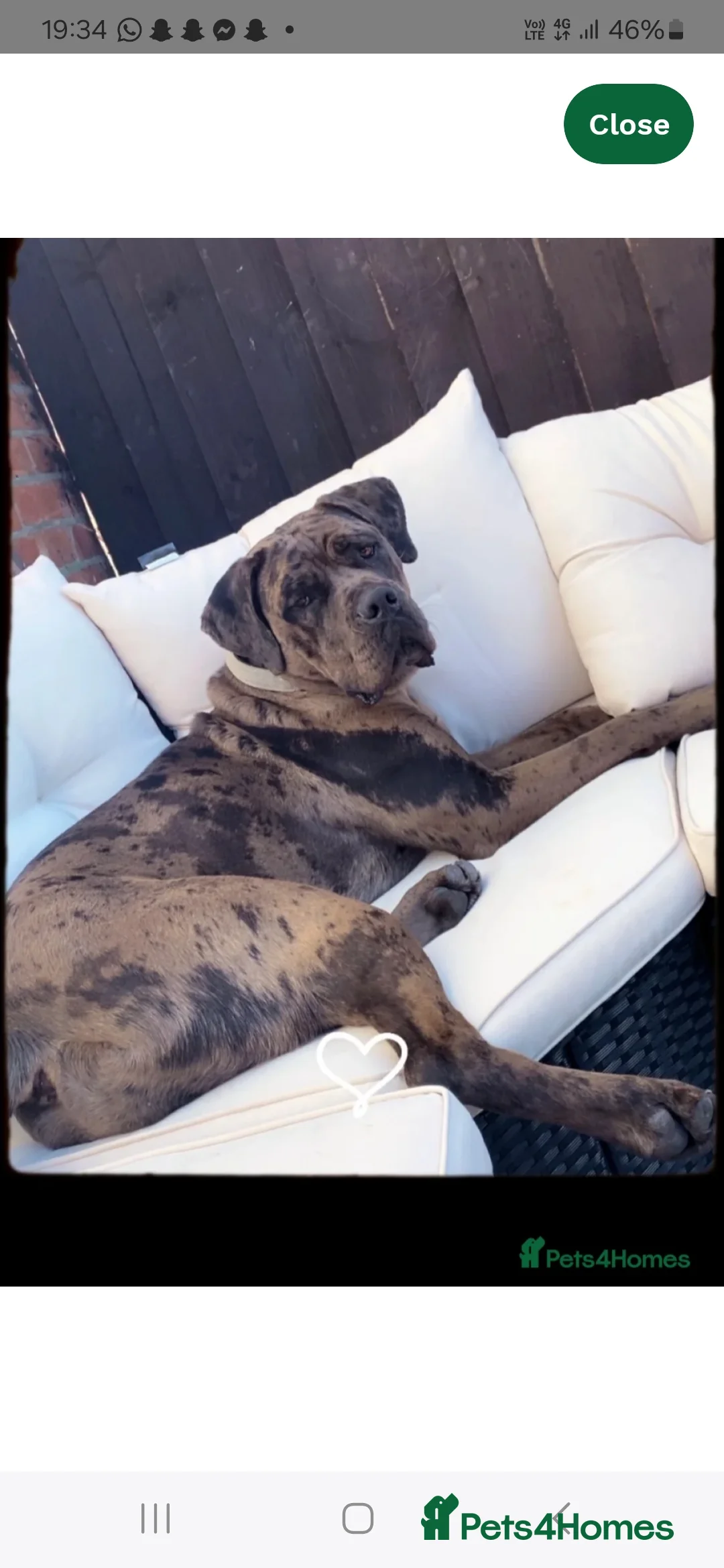 Cane Corso dogs for sale: Cane corso female co own - Advert 4