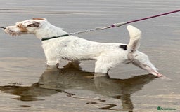 Parson Russell dogs for sale: 14 mth old male PRT - Image 4