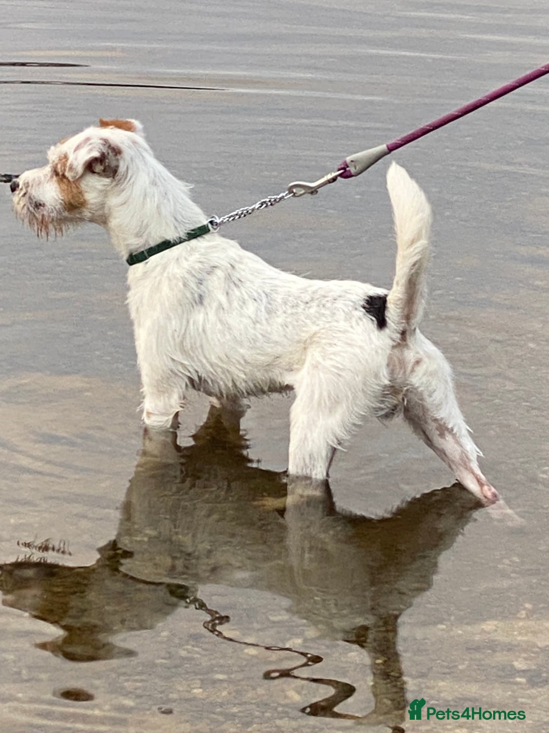 Parson Russell dogs for sale: 14 mth old male PRT - Image 4
