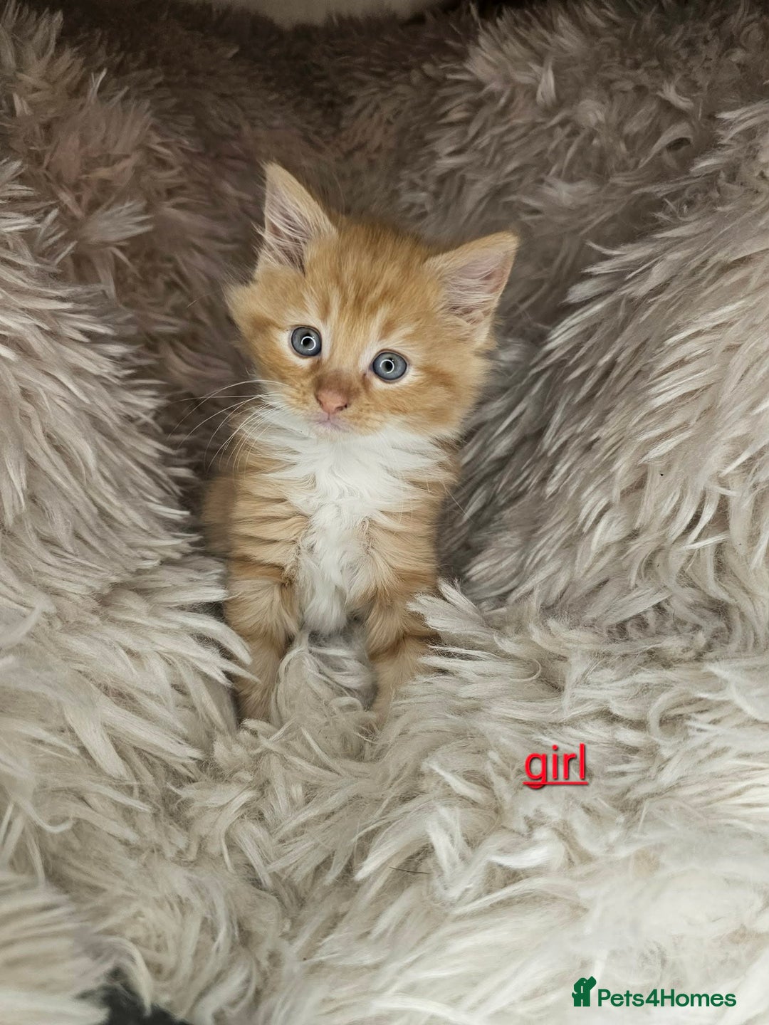 Mixed Breed cats for sale: 5 very beautiful kittens  - Advert 3