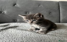Domestic Shorthair cats for sale: Adorable male kittens looking for loving homes  - Image 3