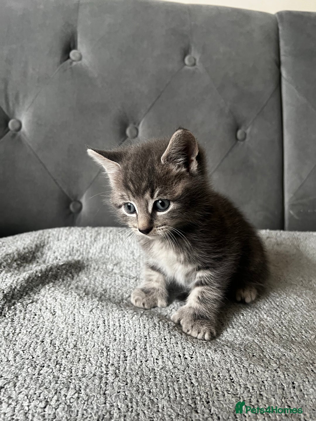 Domestic Shorthair cats for sale: Adorable male kittens looking for loving homes  - Image 3
