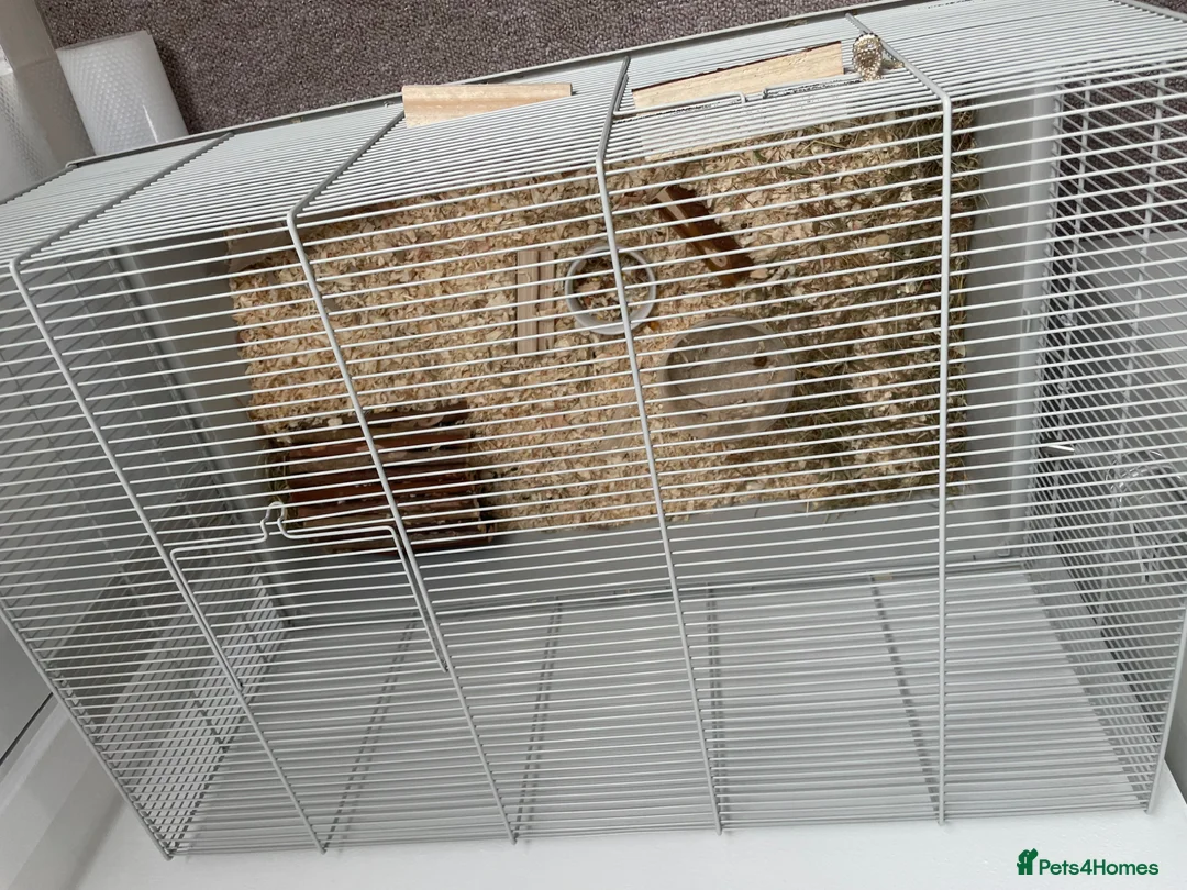 Hamster rodents for sale: MUFFIN , syrian hamster  - Advert 2