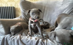 Whippet dogs for sale: Beautiful KC Reg Blue Whippet puppies - Image 24
