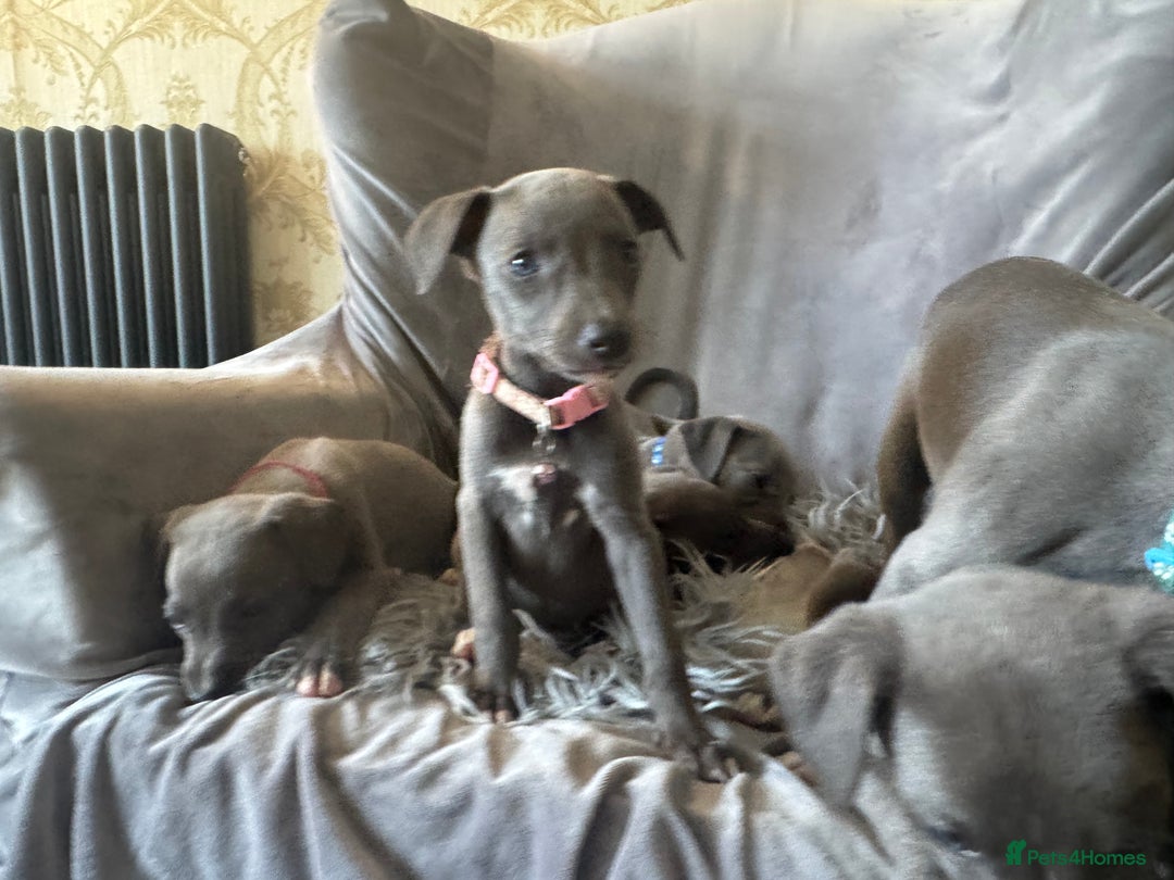Whippet dogs for sale: Beautiful KC Reg Blue Whippet puppies - Image 24