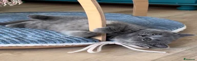 British Shorthair Kitten 3