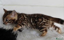 Bengal cats for sale: Stunning bengal kittens - Image 11