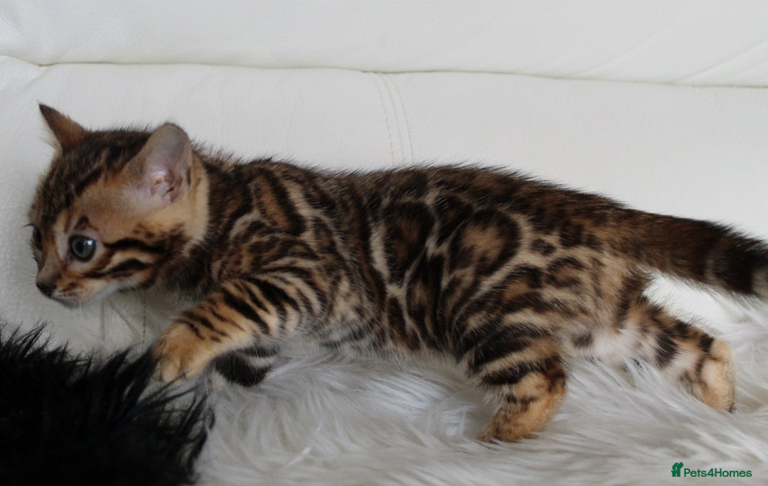 Bengal cats for sale: Stunning bengal kittens - Image 11