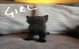British Shorthair cats for sale: 5 beautiful british shorthair kittens - Image 9