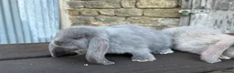 French Lop rabbits for sale: Stunning xl French lops  - Advert 10