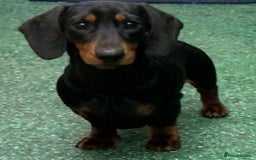 Miniature Dachshund dogs for sale: Miniature Smooth Boys from ivdd scored parents - Image 7