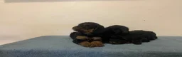 Cockapoo dogs for sale: Beautiful F1 cockapoos - Advert 6