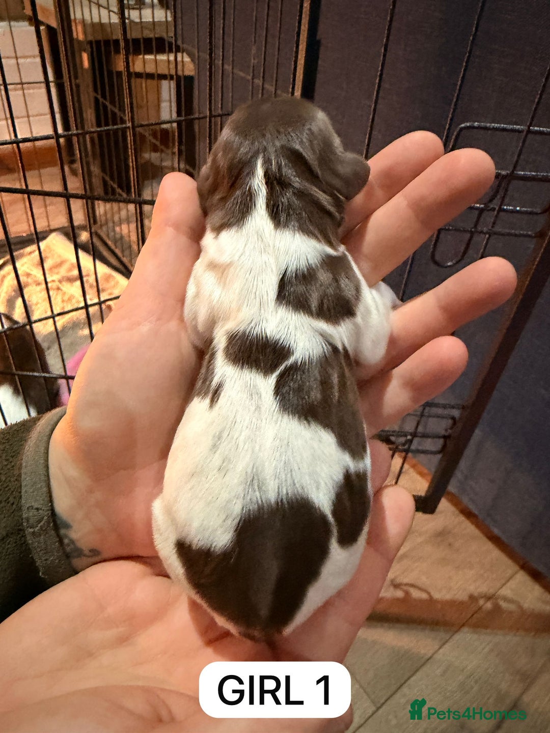 English Springer Spaniel dogs for sale: Gorgeous ESS Puppies-Heavily Marked Liver & White - Image 14