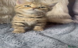 Mixed Breed cats for sale: Beautiful kittens in Leicester - Image 10