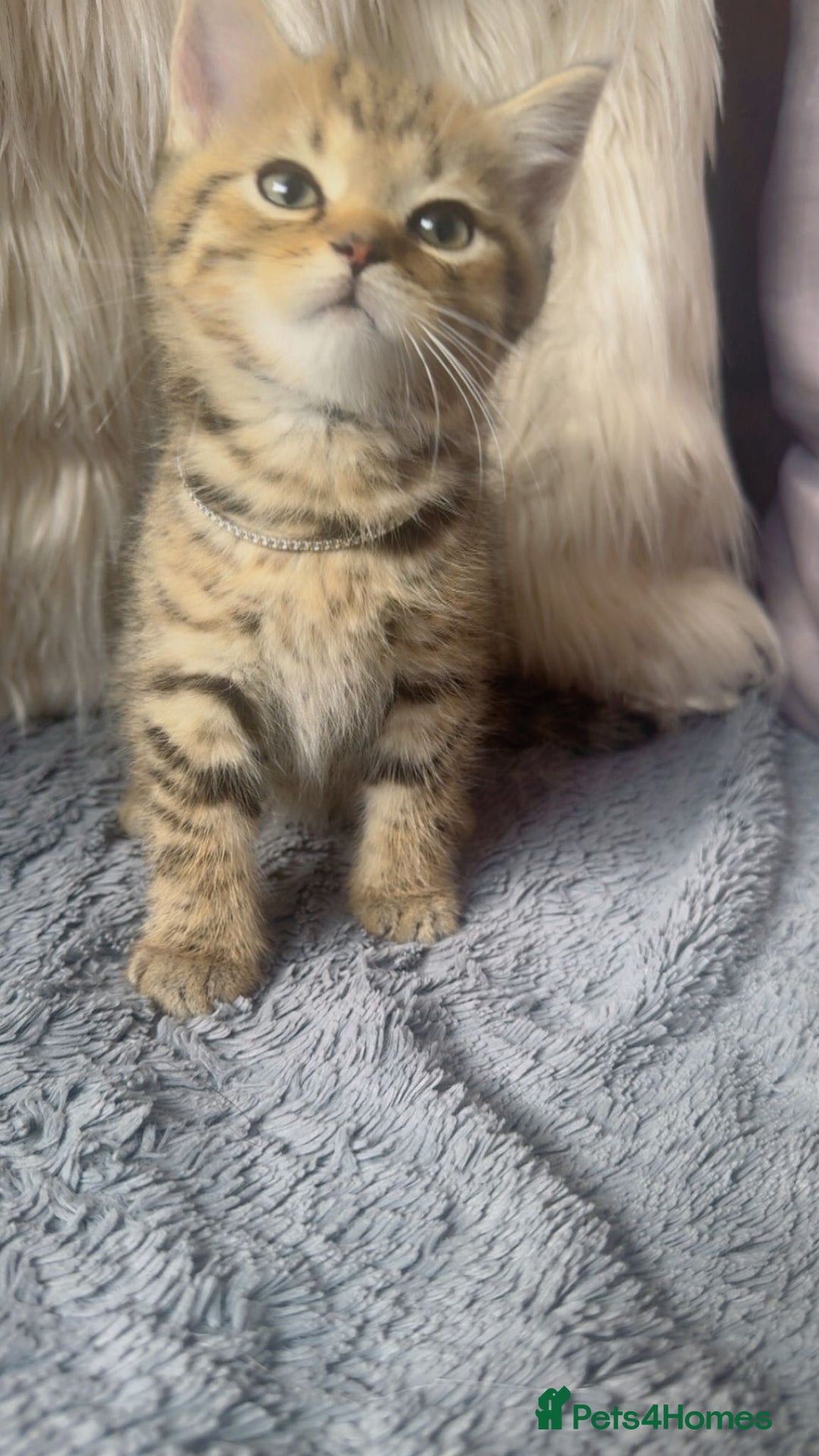 Mixed Breed cats for sale: Beautiful kittens in Leicester - Image 10