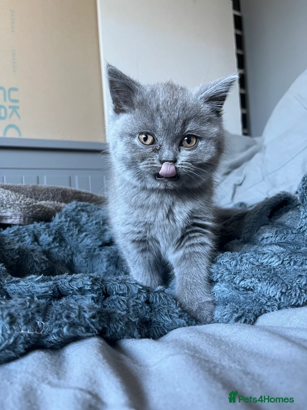 British Shorthair cats for sale: Lovely british shorthair kittens  - Advert 7