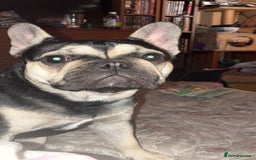 French Bulldog dogs for sale: Frenchie - Advert 2