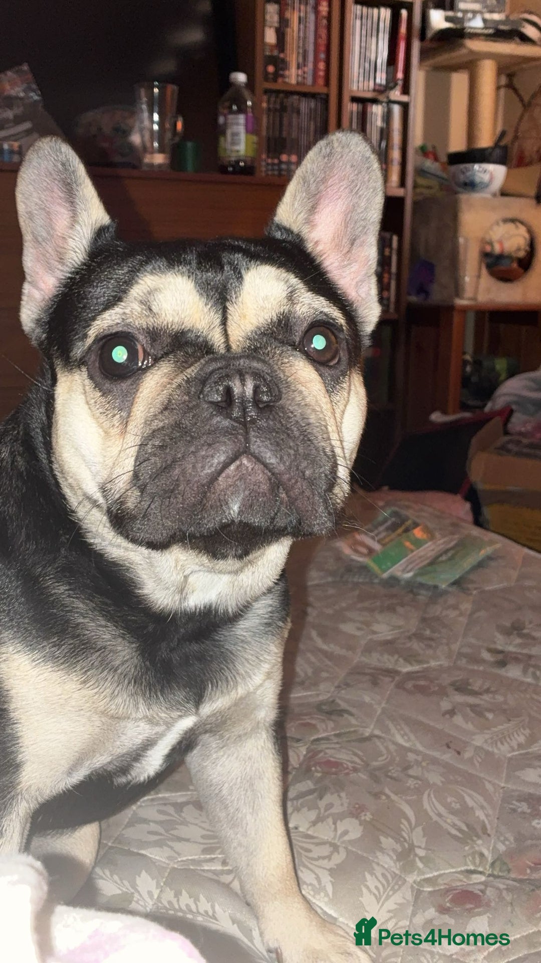 French Bulldog dogs for sale: Frenchie - Advert 2