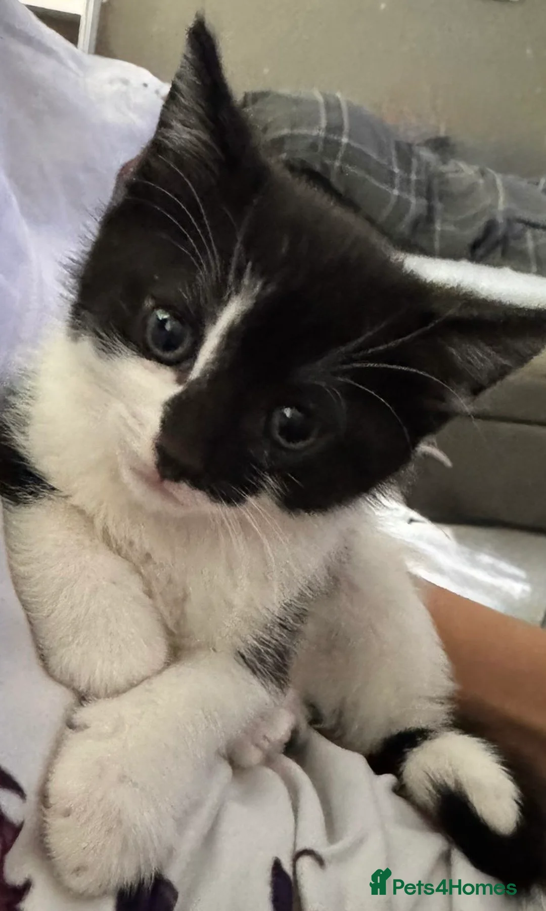 Mixed Breed cats for sale: Adorable friendly boy kitten ready for new home - Advert 1