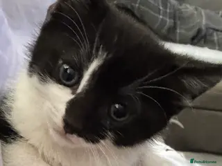 Mixed Breed cats Adorable friendly boy kitten ready for new home - Advert 2