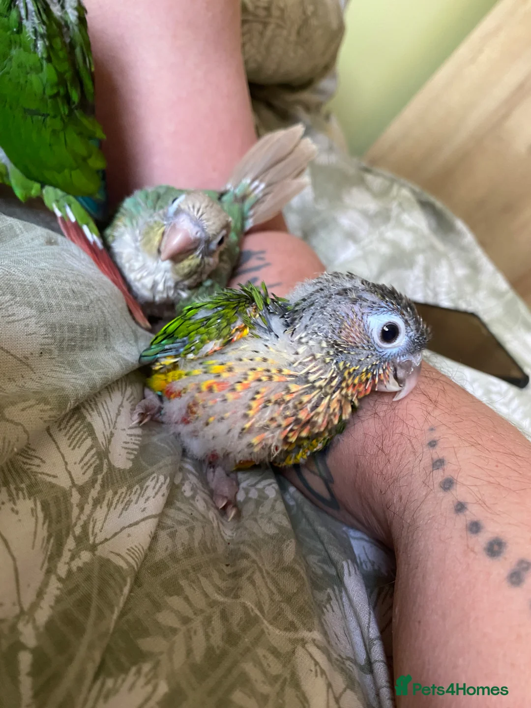 Conures birds for sale: Hand tame Green Cheek Conures in Newport - Advert 8