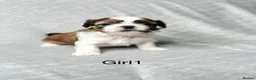 Shih Tzu dogs for sale: Beautiful Shih Tzu Puppies – Boys & Girls in Northampton - Advert 16