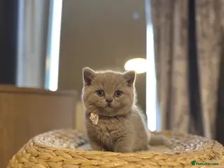 British Shorthair cats Gorgeous British Shorhair kittens 🐾 - Advert 5