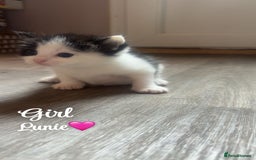 Domestic Shorthair cats for sale: Kittens for sale🥰! - Image 3