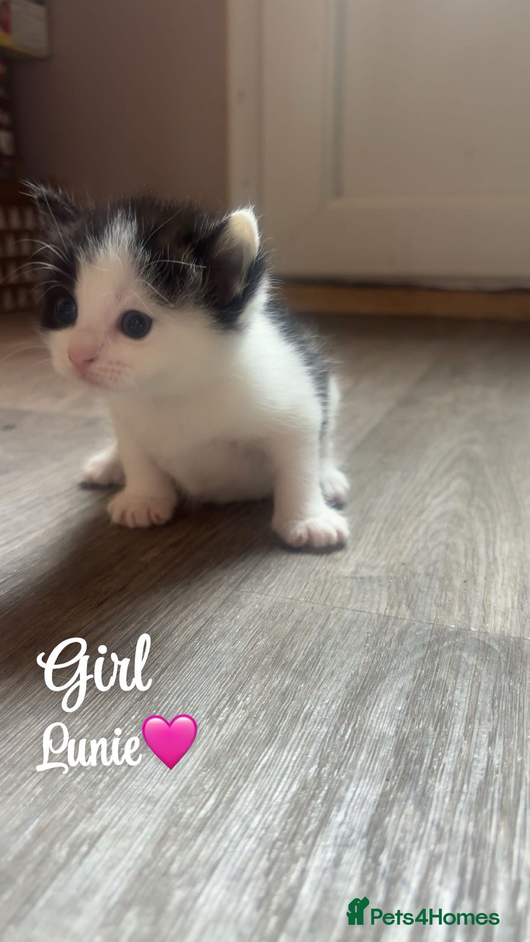 Domestic Shorthair cats for sale: Kittens for sale🥰! - Image 3