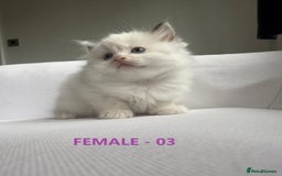 Ragdoll cats for sale: GCCF Ragdoll Kittens – Loving Homes 💕 - Image 8