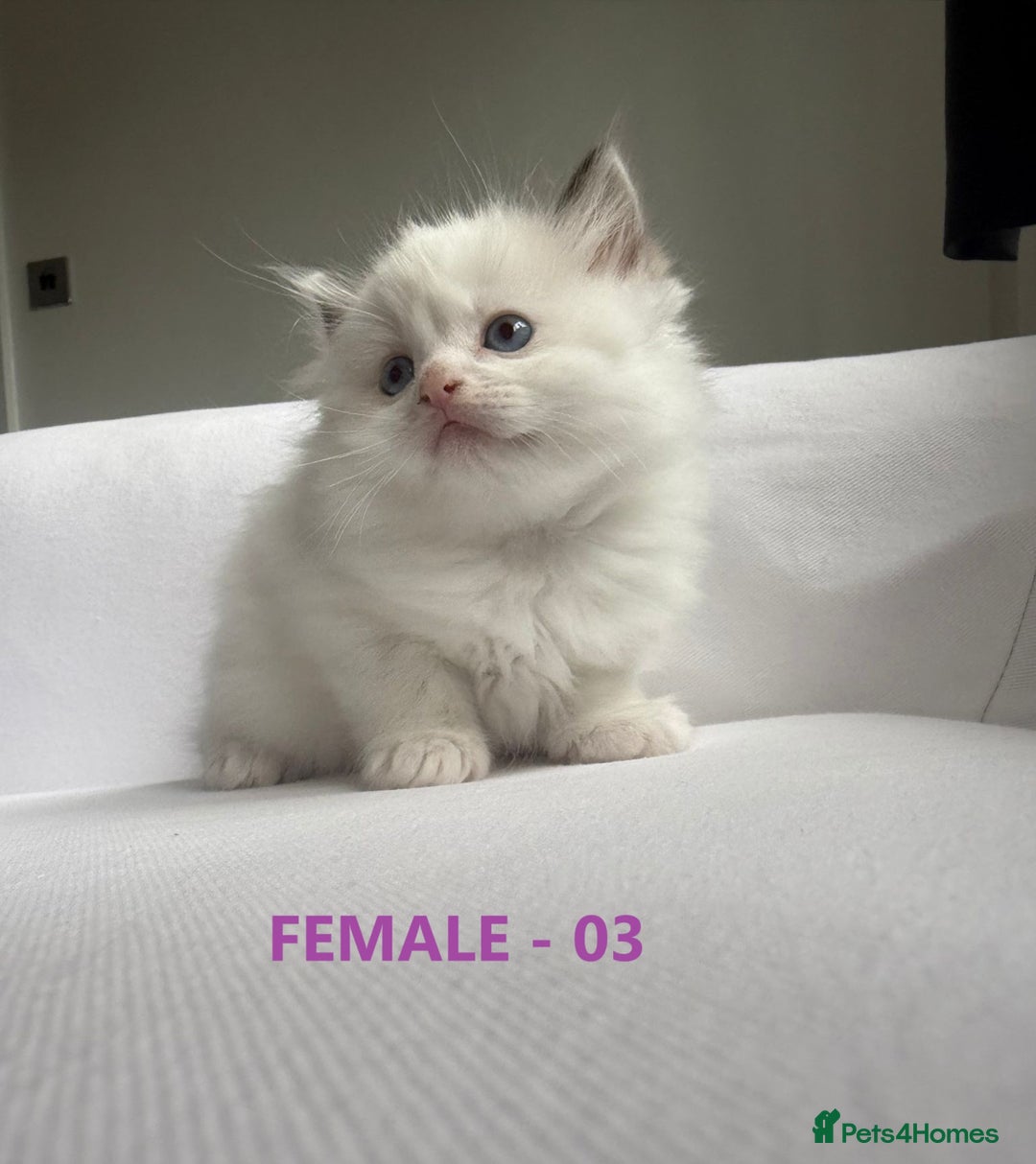 Ragdoll cats for sale: GCCF Ragdoll Kittens – Loving Homes 💕 - Image 8
