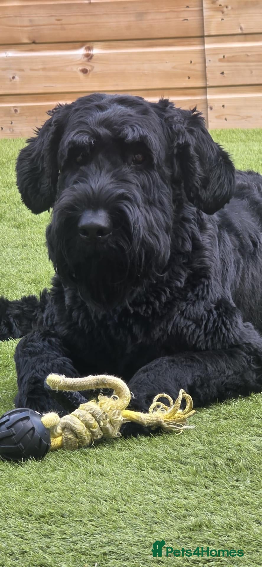Giant Schnauzer dogs Giant schnauzer Stud - Advert 9