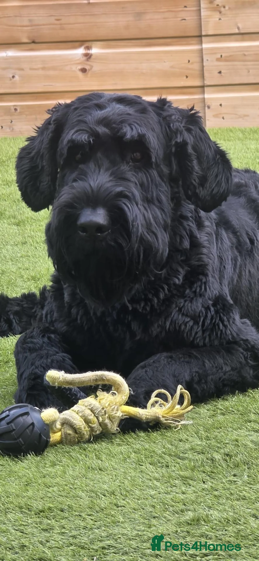 Giant Schnauzer dogs for stud: Giant schnauzer Stud - Advert 1