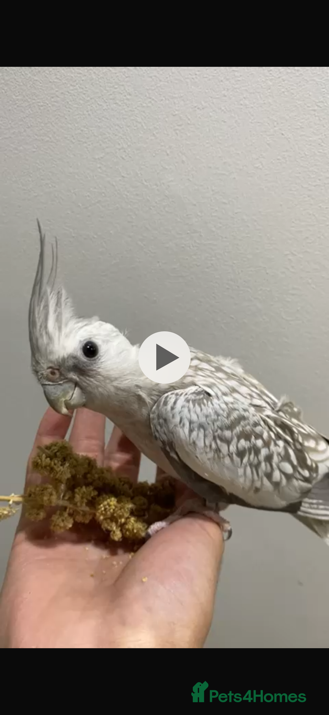 Cockatiels birds for sale: Variety of beautiful tamed cockatiels chicks - Advert 1