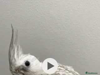 Cockatiels birds Variety of beautiful tamed cockatiels chicks - Advert 20