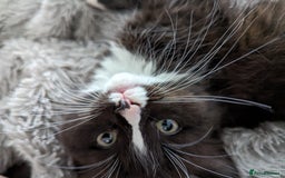 Ragdoll cats for sale: Ragdoll kittens - Image 19