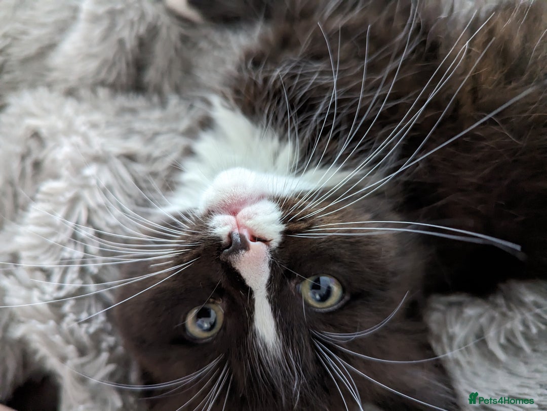 Ragdoll cats for sale: Ragdoll kittens - Image 19