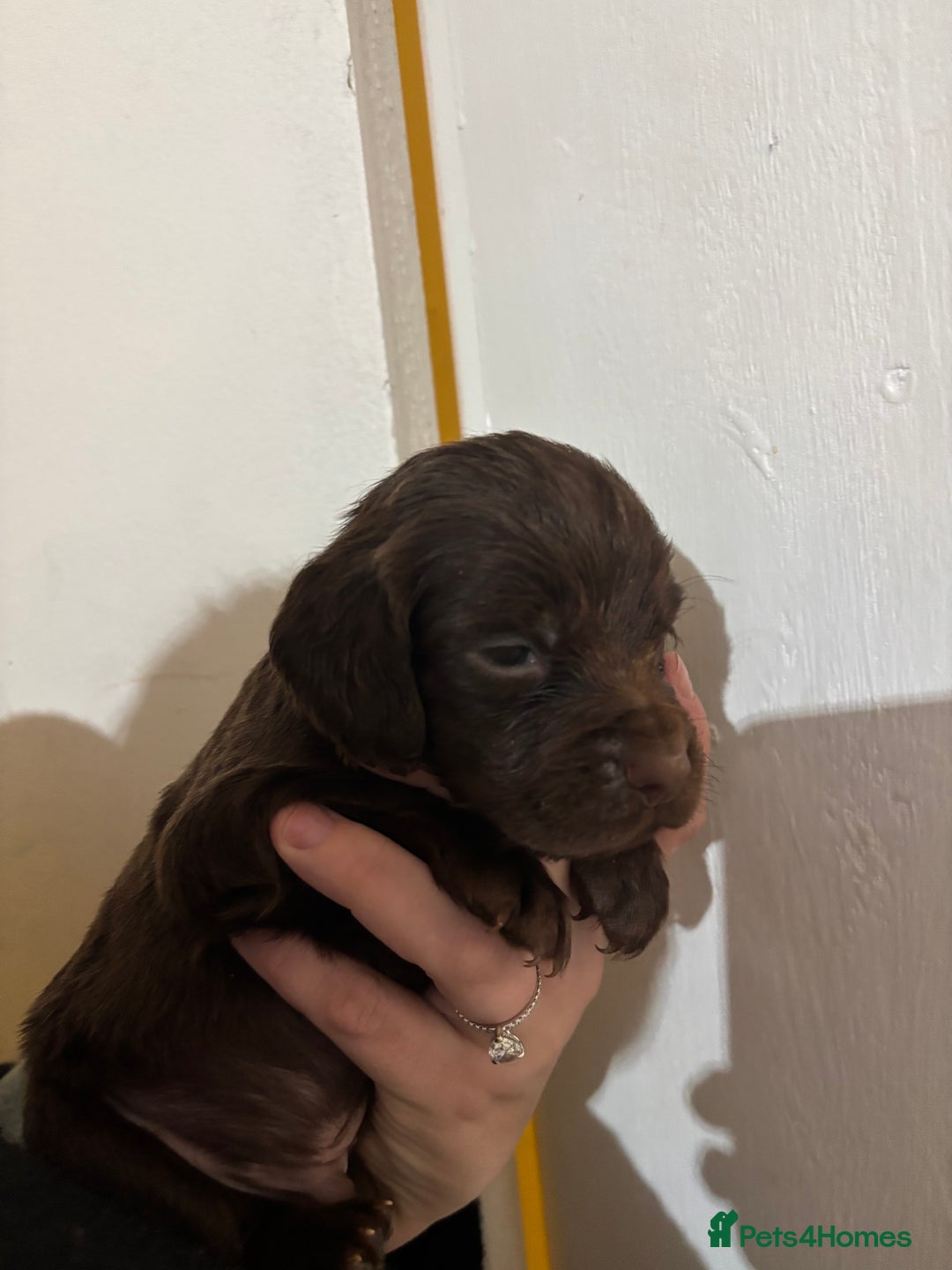 Cocker Spaniel dogs for sale: 🐶Beautiful Cocker spaniel puppies 🐶  - Advert 30