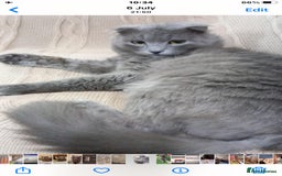 Scottish Fold cats for adoption: RAMA -MIX  SCOTTISH FOLD/BRITISH LONG HAIR BOY   - Image 4