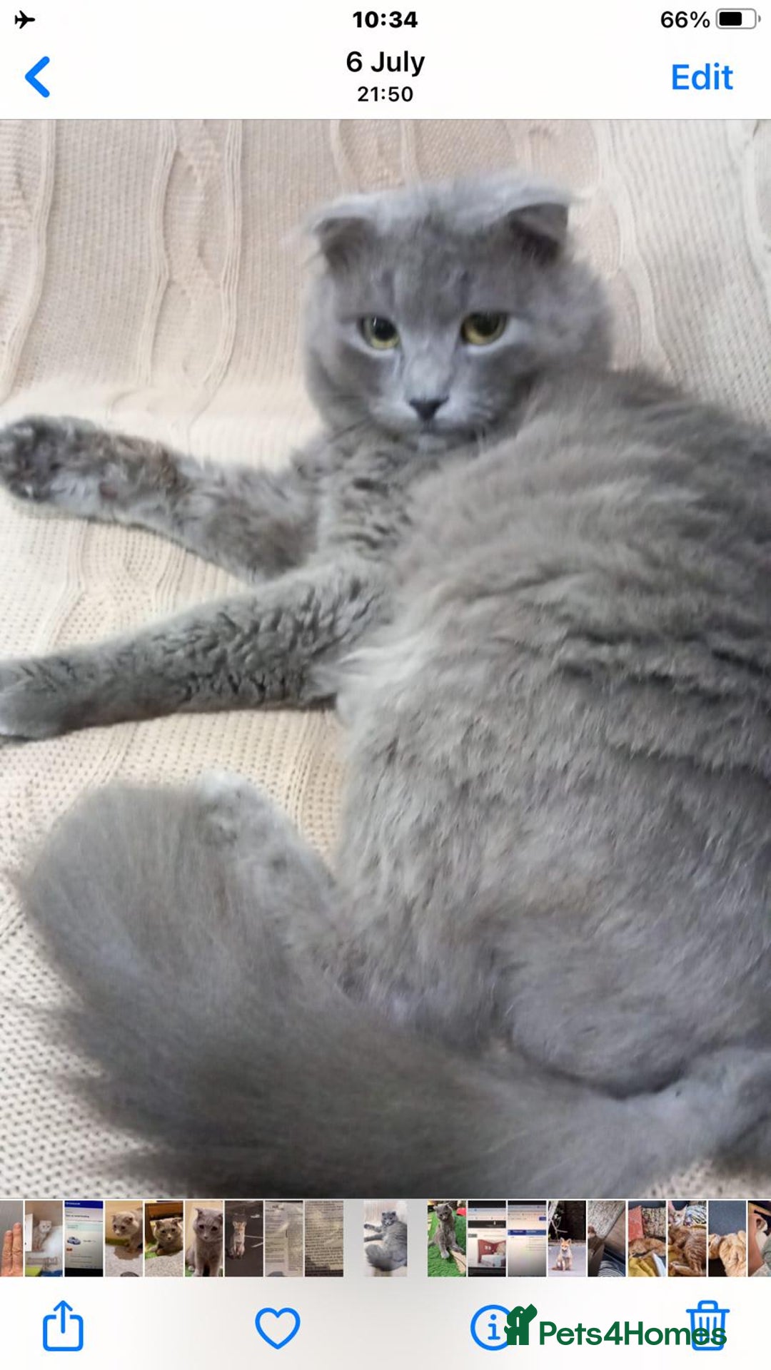 Scottish Fold cats for adoption: RAMA -MIX  SCOTTISH FOLD/BRITISH LONG HAIR BOY   - Image 4