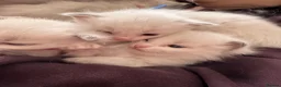 Ragdoll cats for sale: Stunning Bi-Colour Ragdoll Kittens – 7 Available   - Advert 4