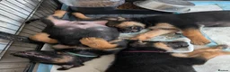 German Shepherd dogs for sale: **REDUCED**Beautiful German Shepherd Pups - Advert 8