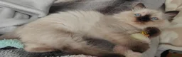 Ragdoll cats for sale: Ragdoll kittens  - Advert 4