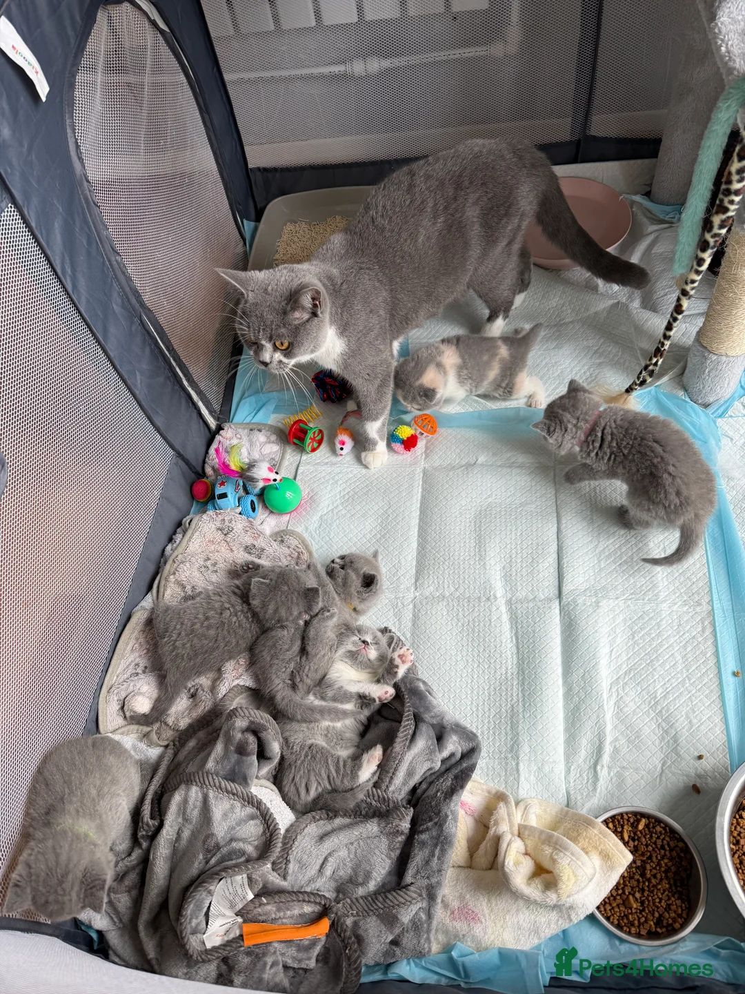 British Shorthair cats for sale: Stunning GCCF BSH - Tortie and Bi colour  - Advert 3