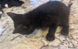 British Shorthair cats for sale: 2 Gorgous Black Kittens 1 Male 1 Female - Image 2