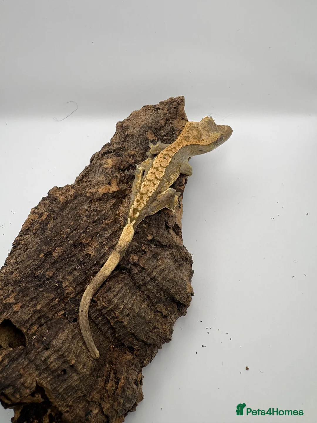 Gecko reptiles for sale: 🦎BABY MIXED CRESTED GECKOS AVAILABLE 🦎 - Advert 1
